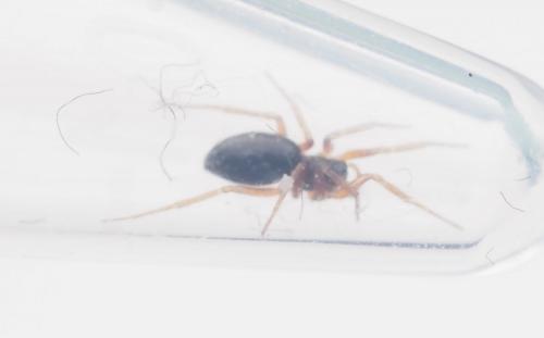 Réf. 254 137 : Porrhomma pygmaeum